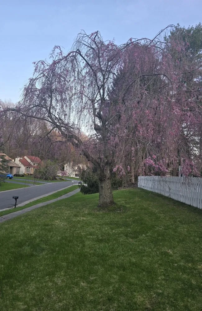 Expert yard maintenance in Rochester, NY by Young Property Management