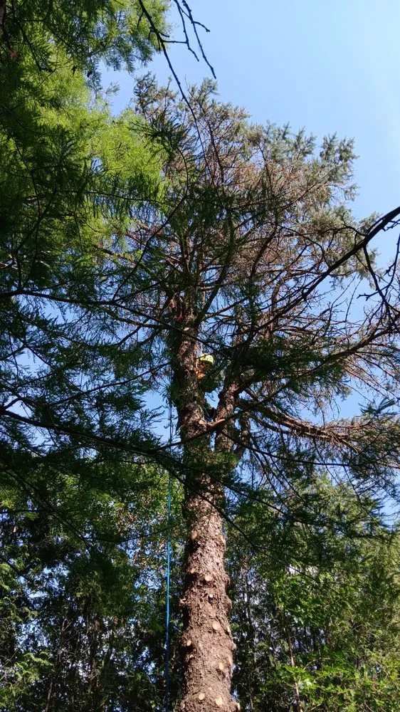 Expert residential landscaping for homes across McComb, OH - Youngguns Tree Service