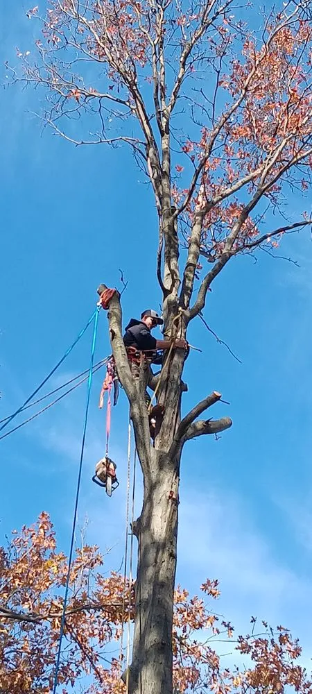 Affordable yard maintenance for homes in McComb, OH by Youngguns Tree Service