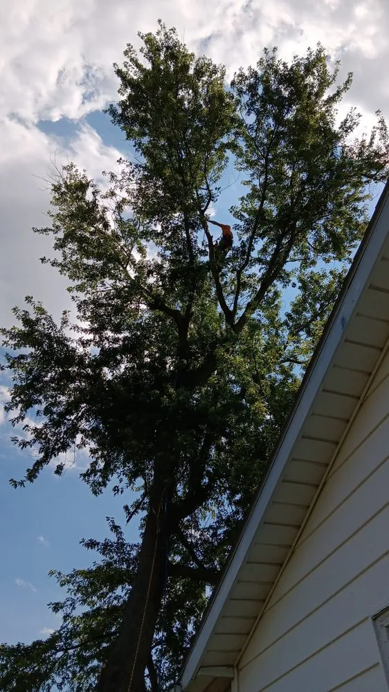 Expert yard cleanup service in McComb, OH by Youngguns Tree Service