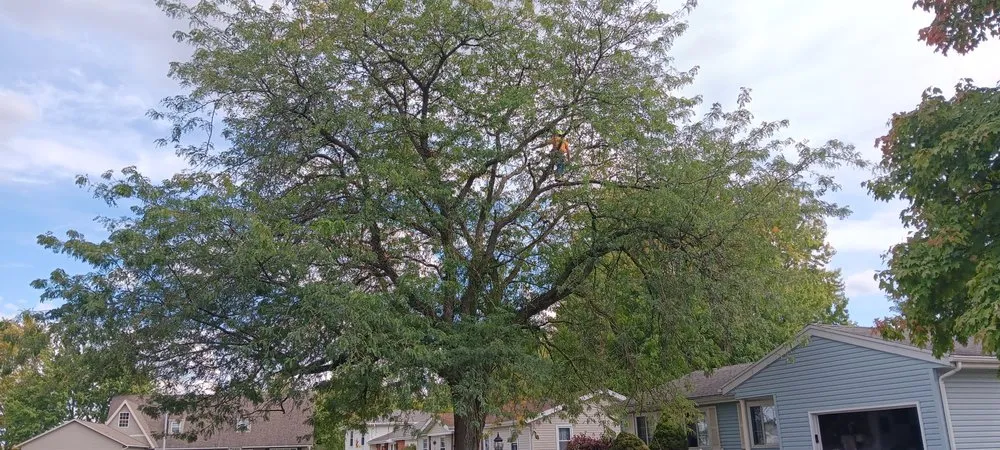 Expert landscape design for outdoor upgrades across McComb, OH - Youngguns Tree Service