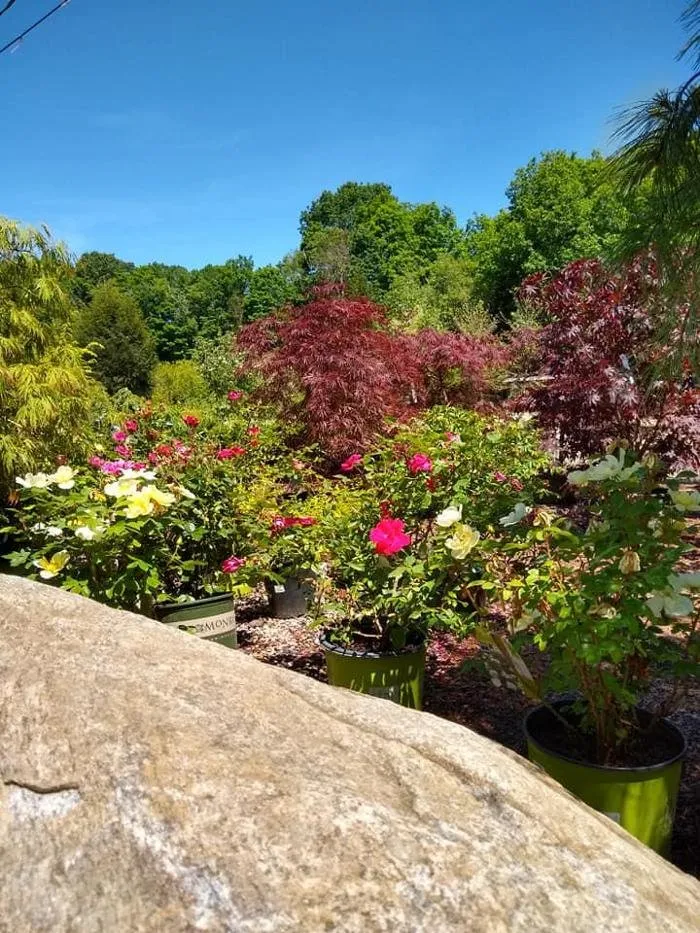 Affordable landscape design in Woodbury, CT by Young's At Three Rivers
