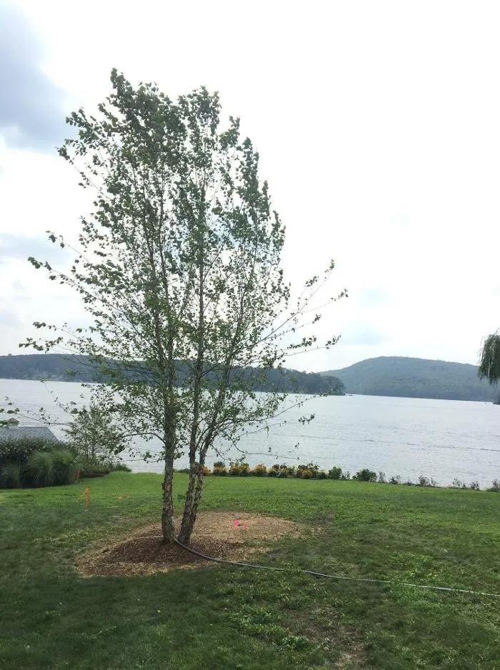 Reliable residential landscaping in Woodbury, CT by Young's At Three Rivers