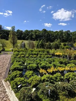 Young's At Three Rivers