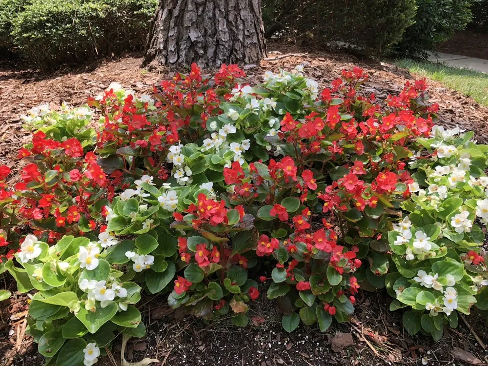 Reliable lawn care service with custom design in Wake Forest, NC by Young’s Landscaping