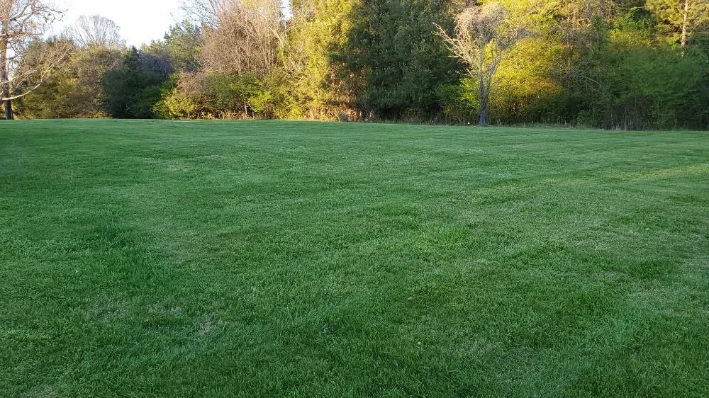 Professional yard cleanup service in Spencer, VA by Youngs Lawn Care