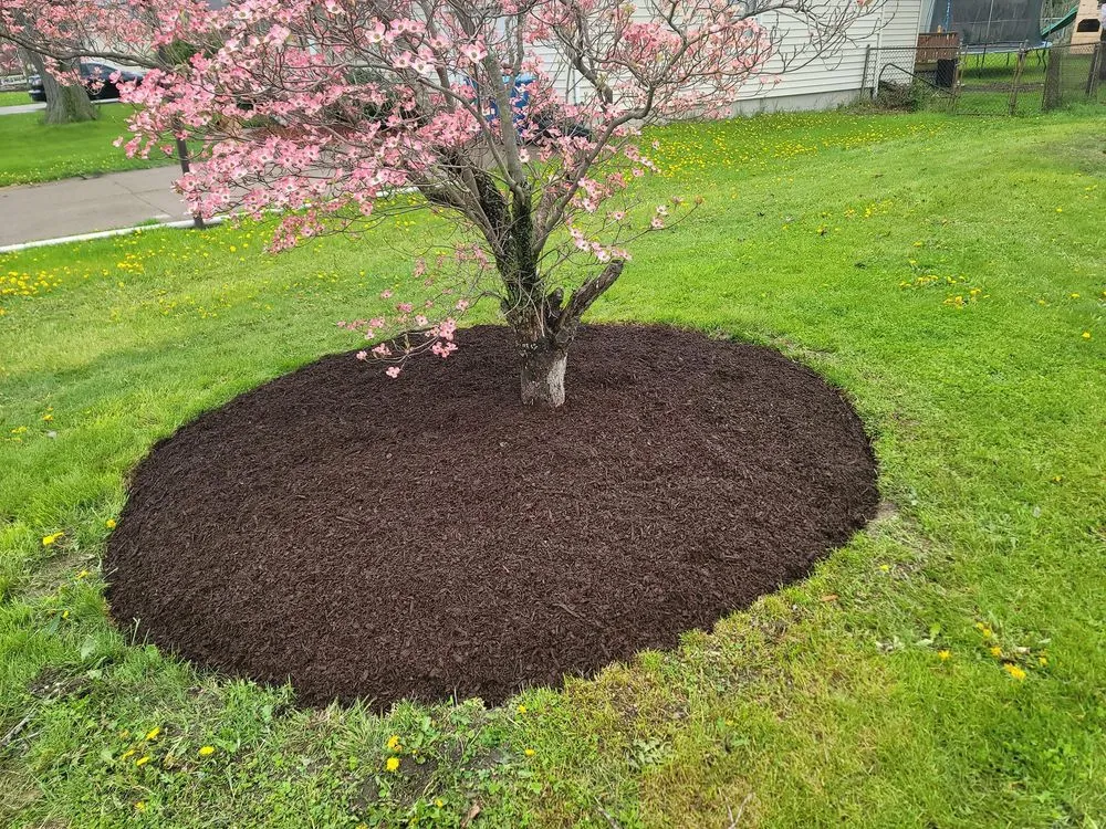 Top-rated lawn care service experts serving Wellington, OH - Young's Lawncare and More