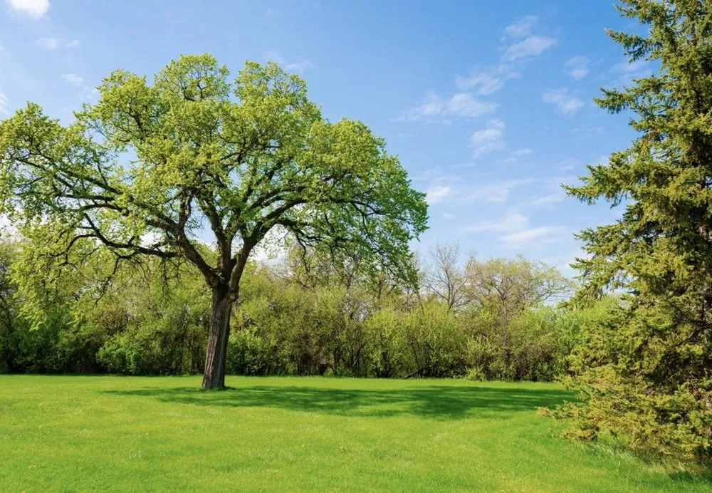 Expert garden landscaping for beautiful yards across Wellington, OH - Young's Lawncare and More