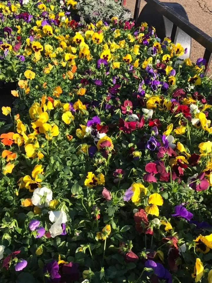 Local yard maintenance in Texarkana, TX - Young's Outdoor Solutions