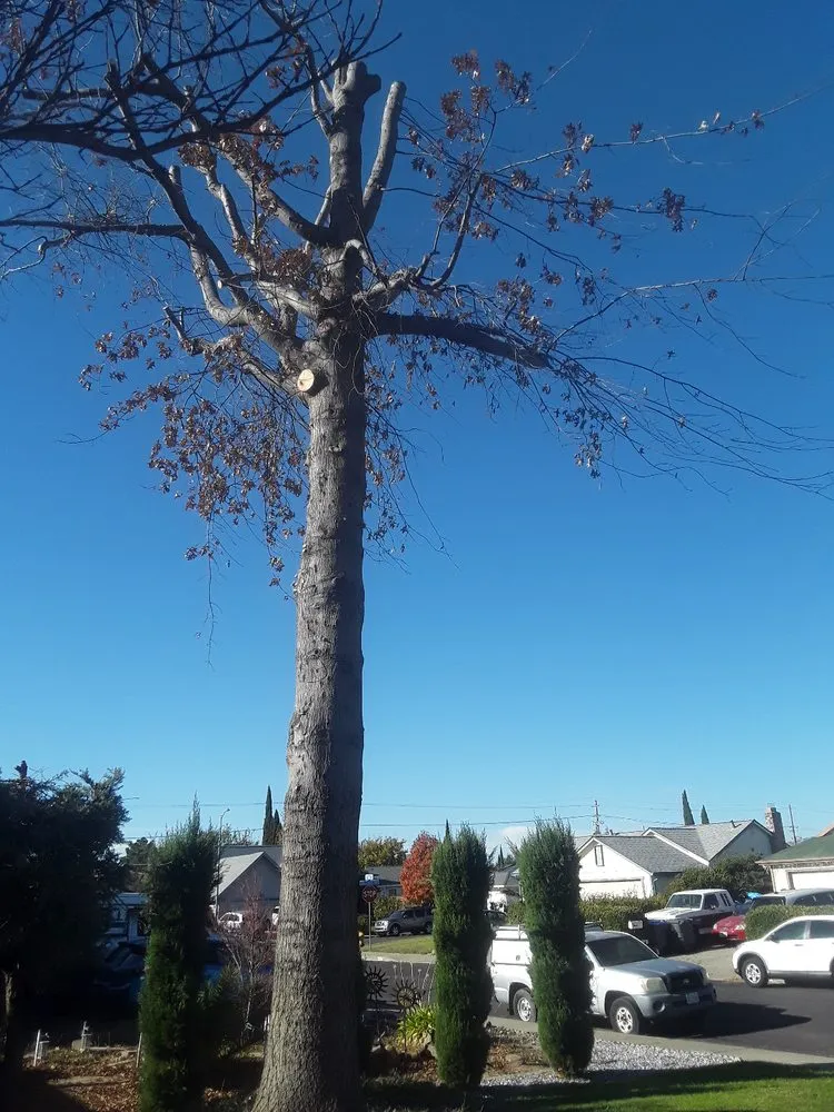 Top-rated yard cleanup service in Vacaville, CA - Young's Tree Service