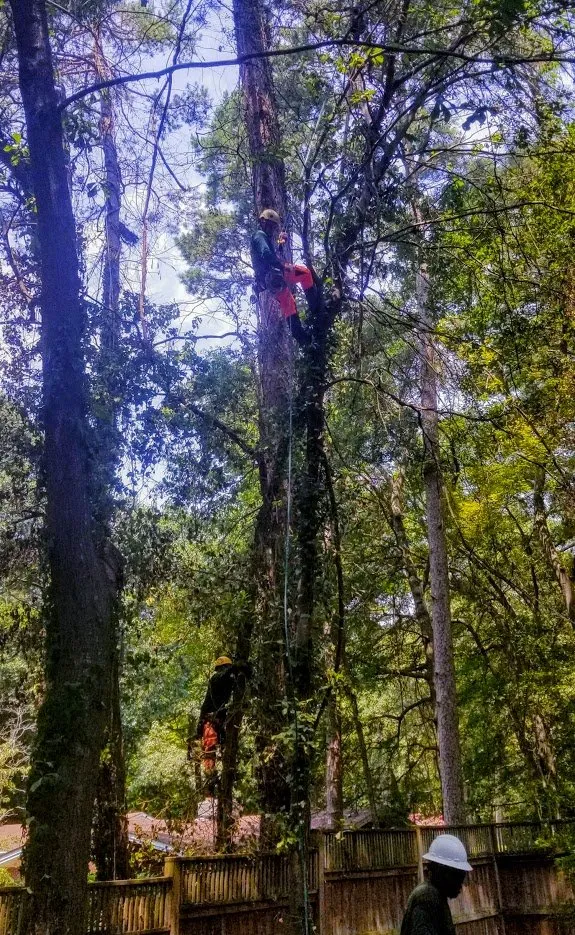 Professional yard cleanup service in Raleigh, NC - Youngs Tree Tech