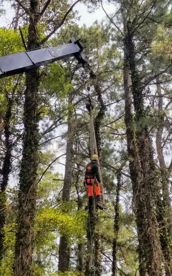 Top-rated yard maintenance for residential properties in Raleigh, NC by Youngs Tree Tech