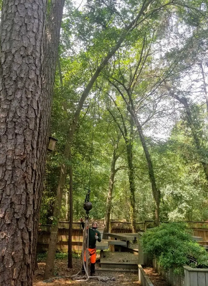 Expert yard maintenance in Raleigh, NC - Youngs Tree Tech