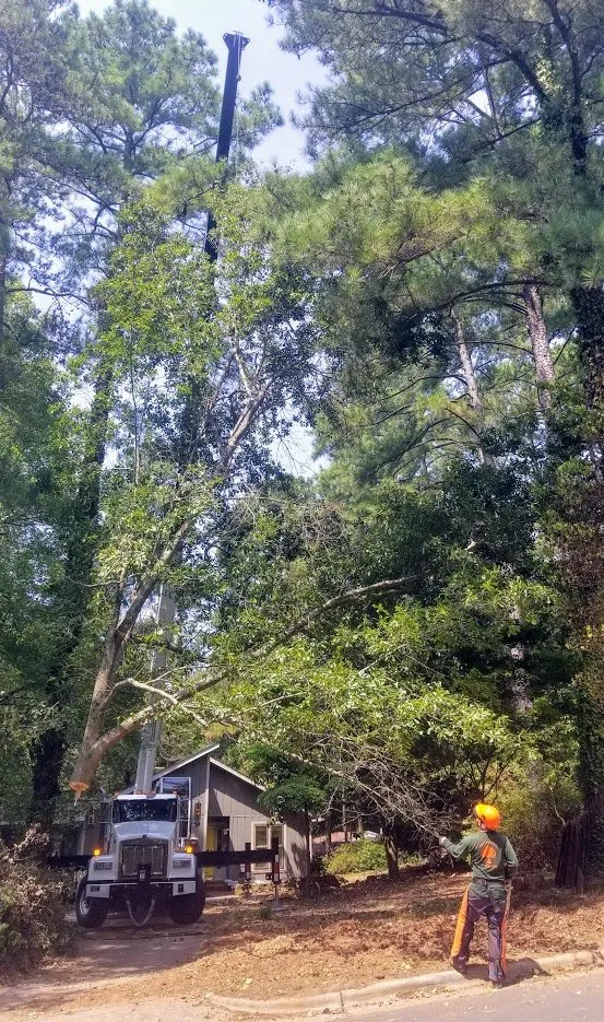 Top-rated landscape design for outdoor upgrades in Raleigh, NC by Youngs Tree Tech