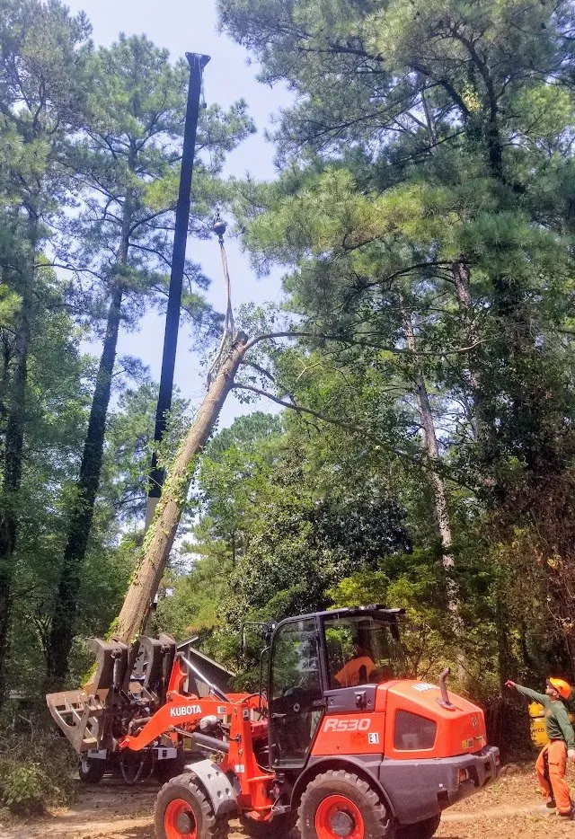 Expert lawn care service experts serving Raleigh, NC - Youngs Tree Tech