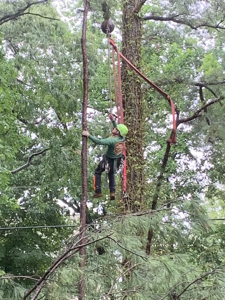 Expert garden landscaping in Raleigh, NC - Youngs Tree Tech