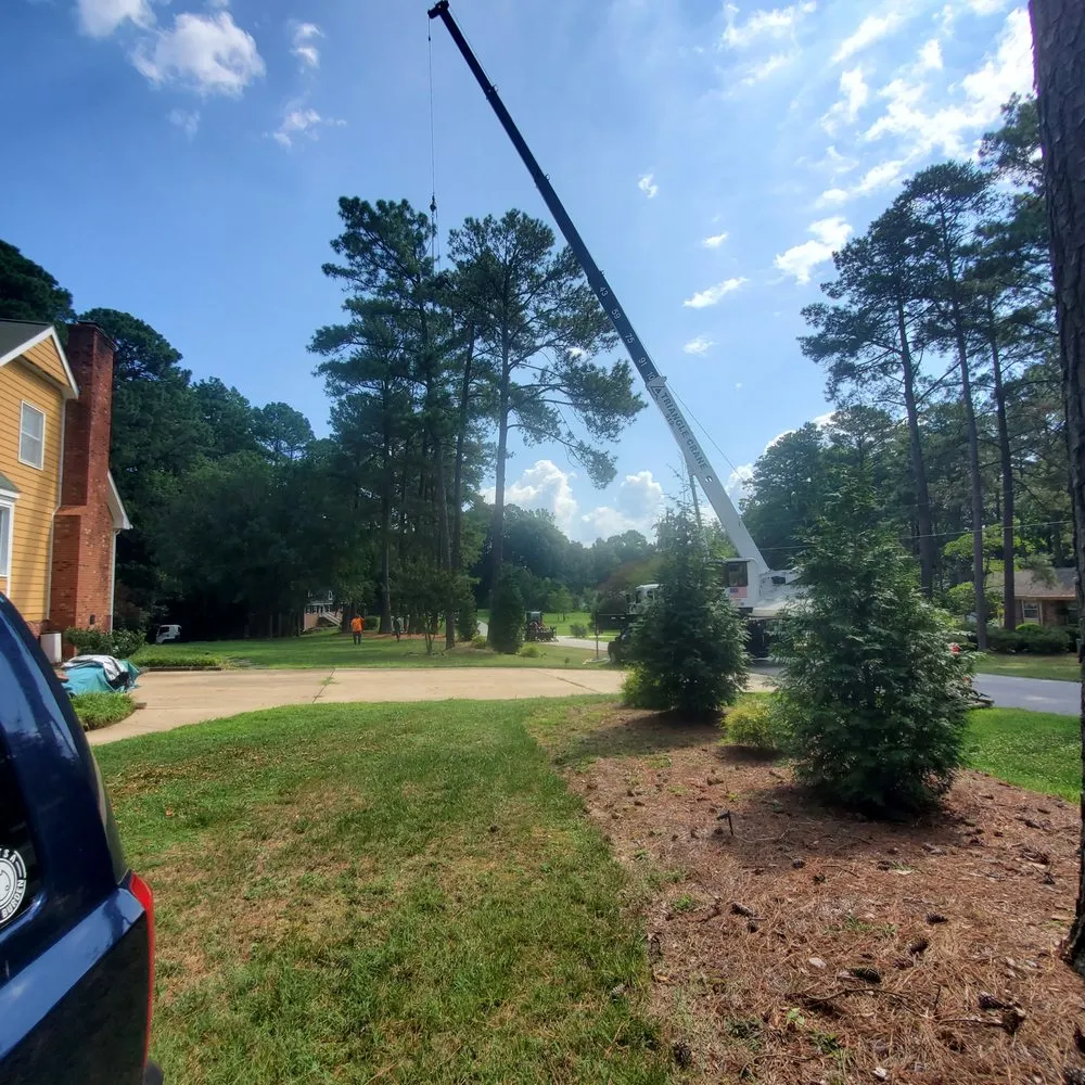 Trusted yard cleanup service experts serving Raleigh, NC - Youngs Tree Tech