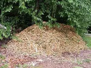 Reliable landscape installation in Raleigh, NC - Youngs Tree Tech