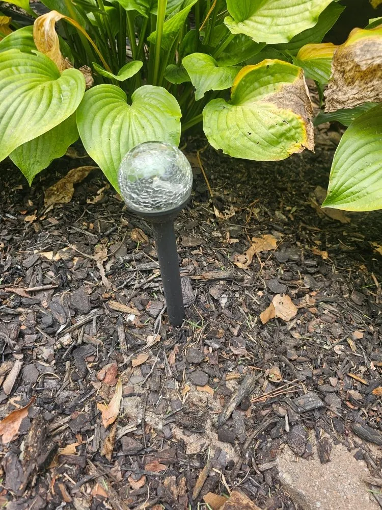 Affordable landscape design experts serving Gloverville, SC - Younts Lawncare