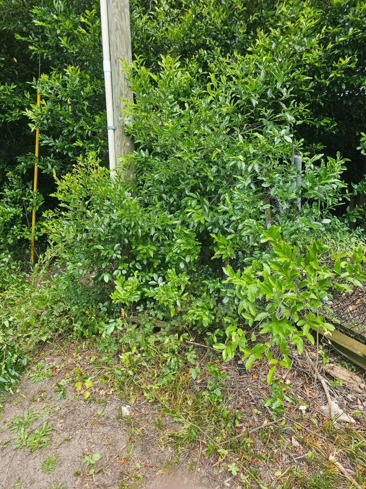 Top-rated lawn care service for beautiful yards across Gloverville, SC - Younts Lawncare