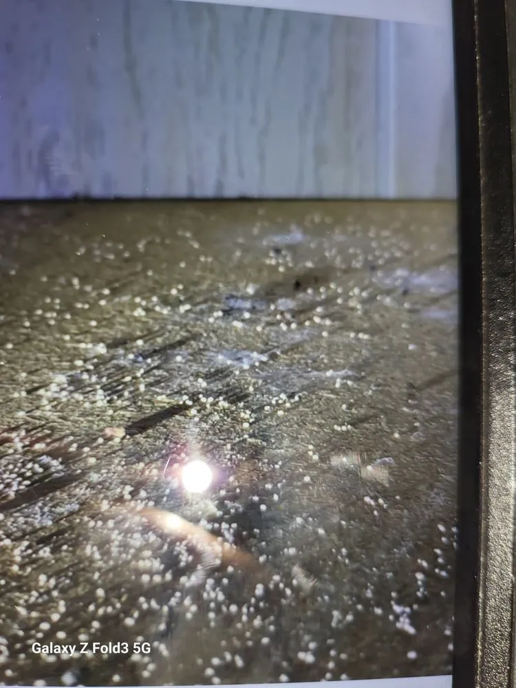 Expert outdoor landscaping experts serving New Port Richey, FL - Your Bug Guy