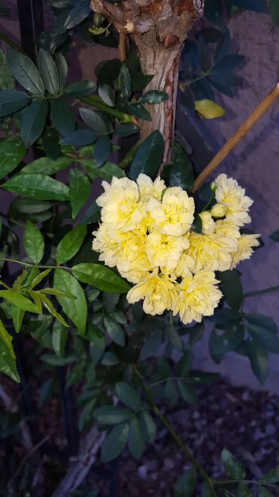 Trusted residential landscaping near you across Sierra Vista, AZ - Your City Landscaping