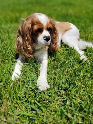 Your Family Lawn Care Logo