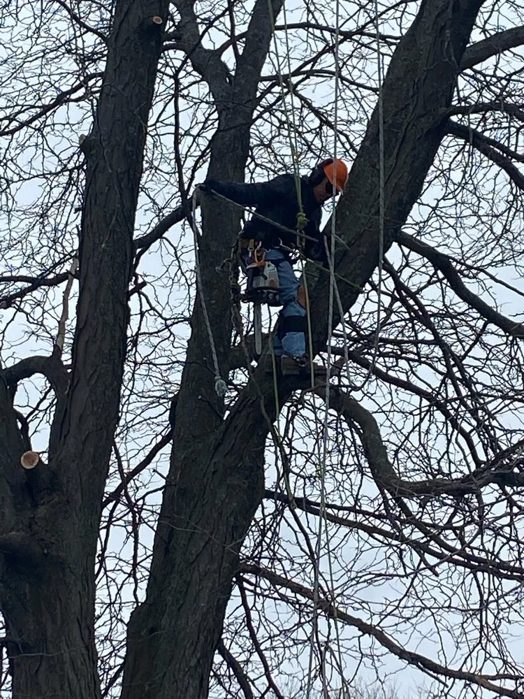 Top-rated landscape design for outdoor upgrades in Milwaukee, WI by Your Friendly Neighbor Landscaping & Tree Service