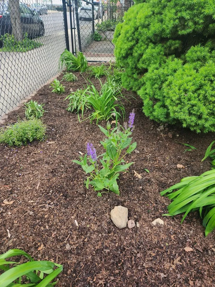 Top-rated lawn care service in Somerville, MA - Your Garden Curator