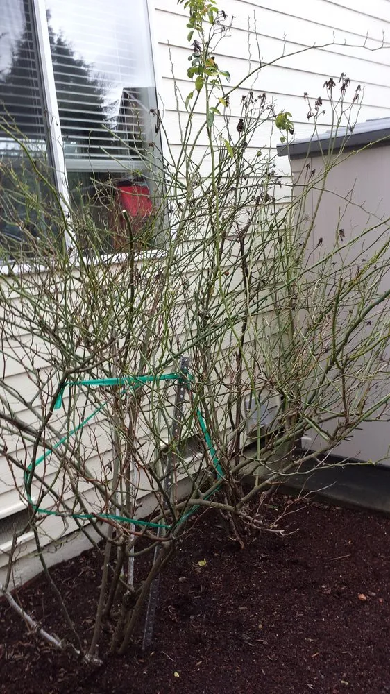 Affordable landscaping services for year-round maintenance in Sammamish, WA by Your Garden