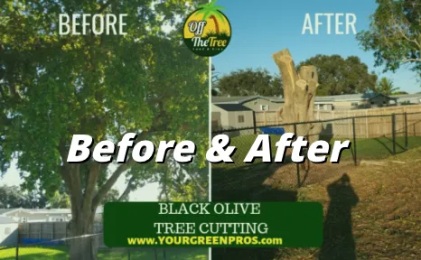 Affordable outdoor landscaping in Margate, FL by Your Green Pros