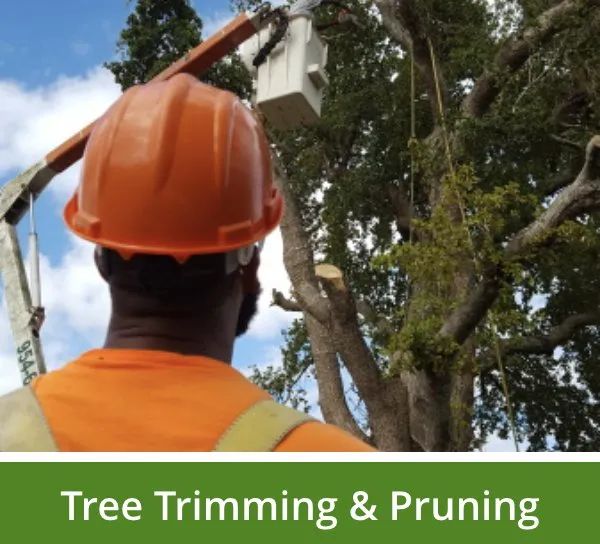 Affordable landscaping services for residential properties in Margate, FL by Your Green Pros