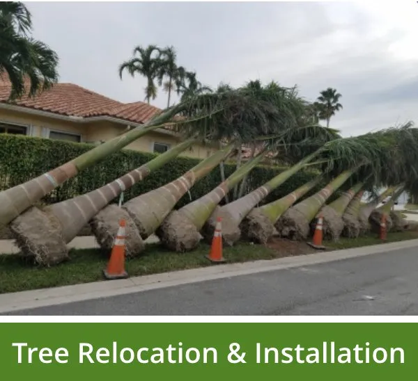 Reliable lawn care service for outdoor upgrades in Margate, FL by Your Green Pros