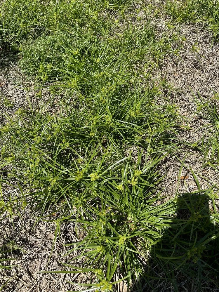 Top-rated lawn care service in Plant City, FL by Your Green Team