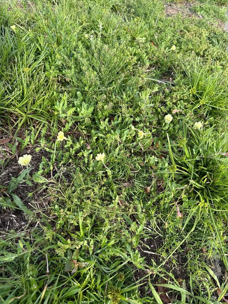 Top-rated landscape design in Plant City, FL by Your Green Team