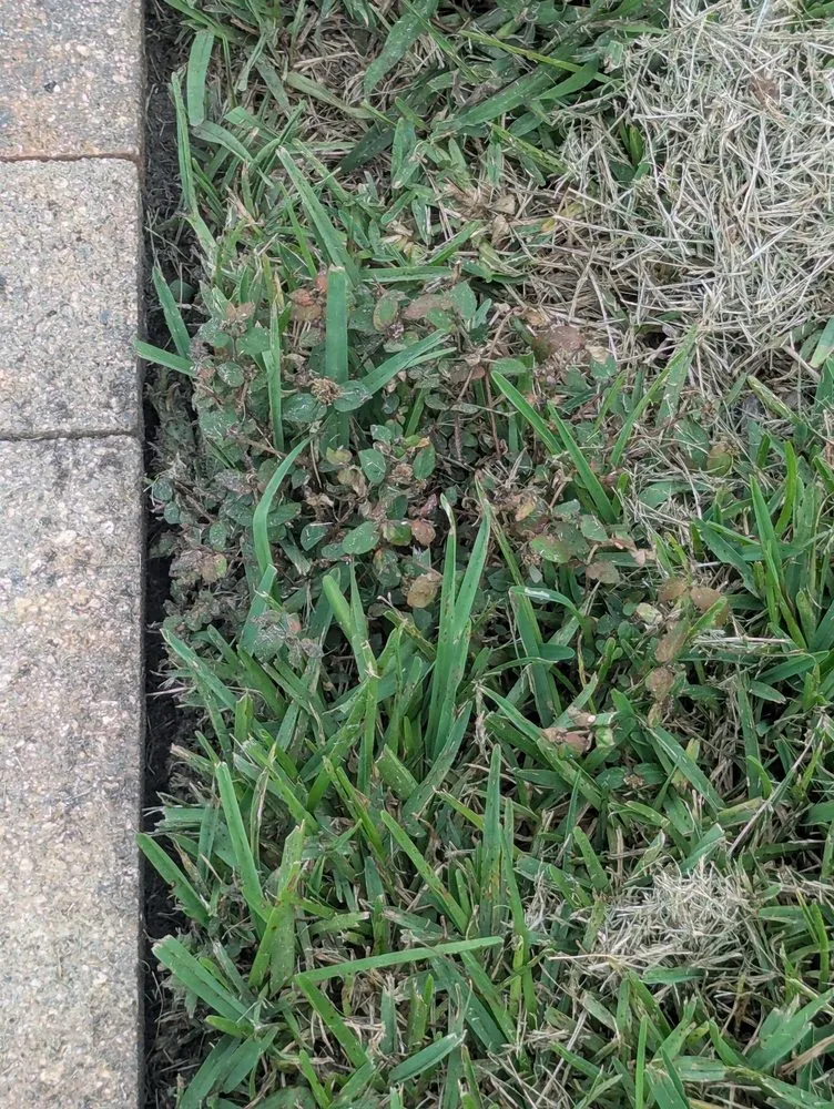 Trusted yard maintenance for outdoor upgrades in Plant City, FL by Your Green Team