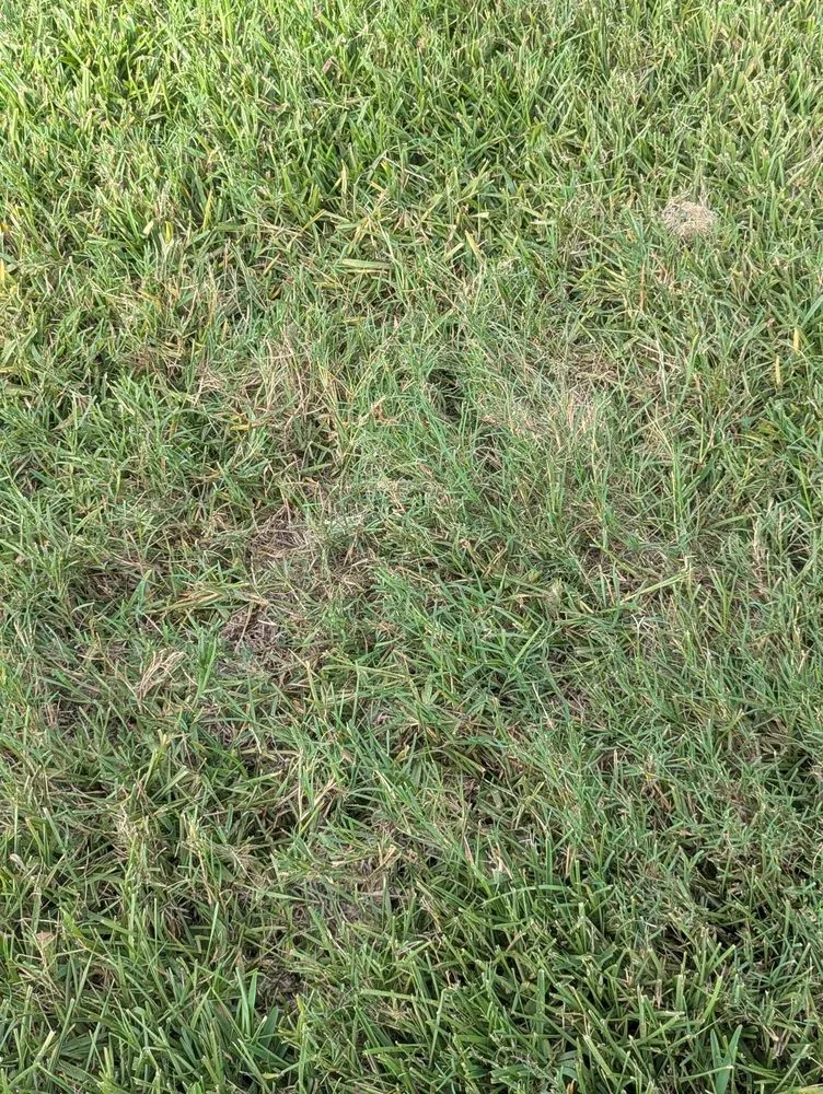 Reliable yard maintenance for year-round maintenance in Plant City, FL by Your Green Team