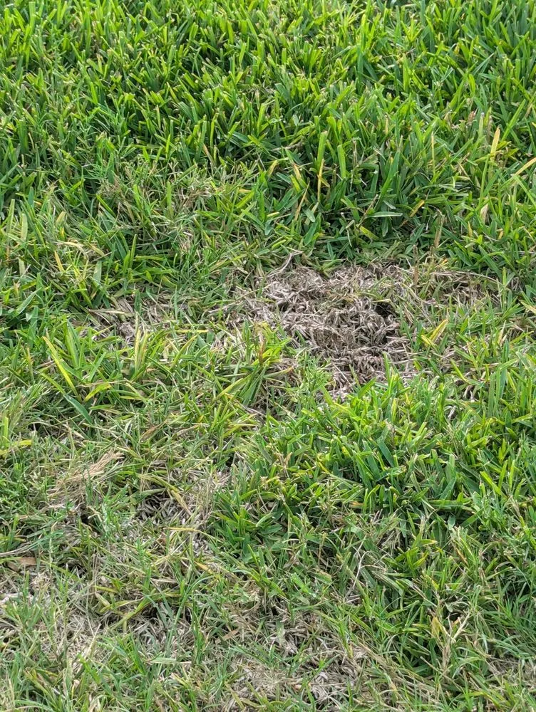 Affordable lawn care service in Plant City, FL - Your Green Team