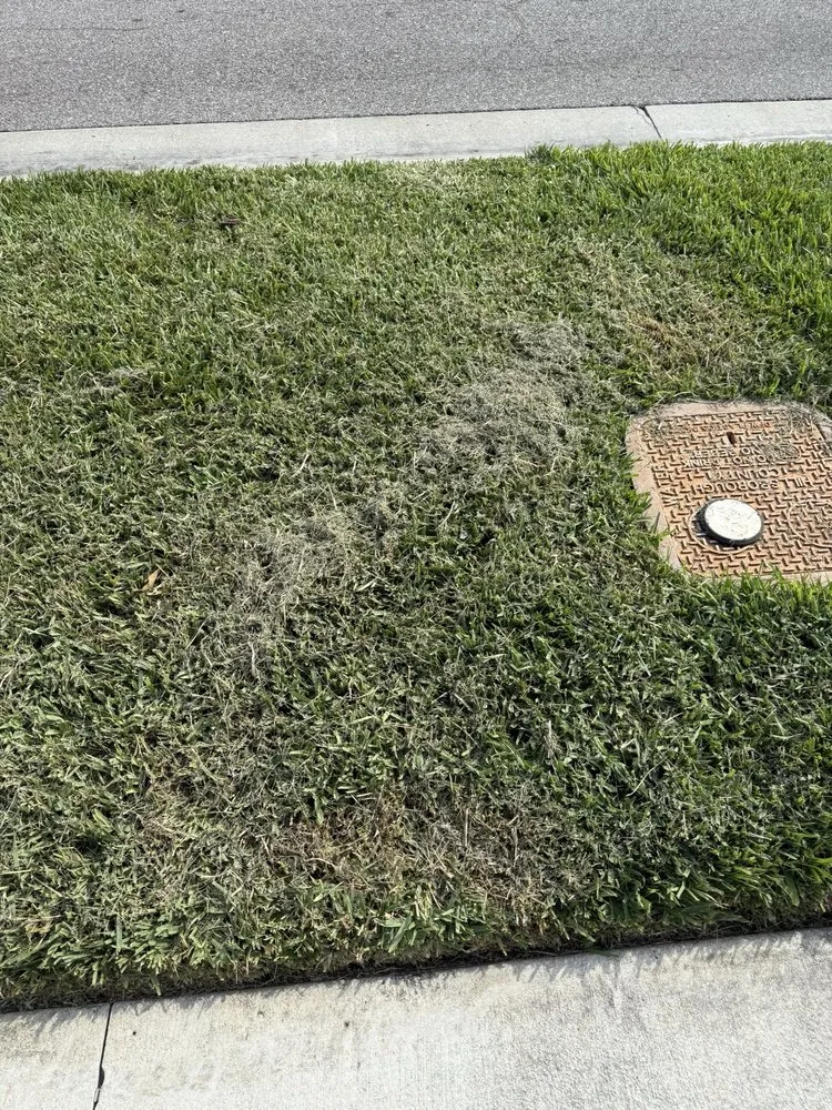 Trusted landscaping services experts serving Plant City, FL - Your Green Team