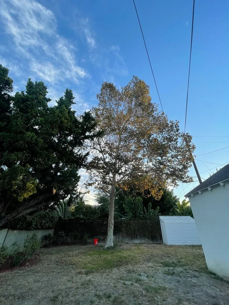 Professional yard cleanup service in North Hills, CA by Your Land View Landscape