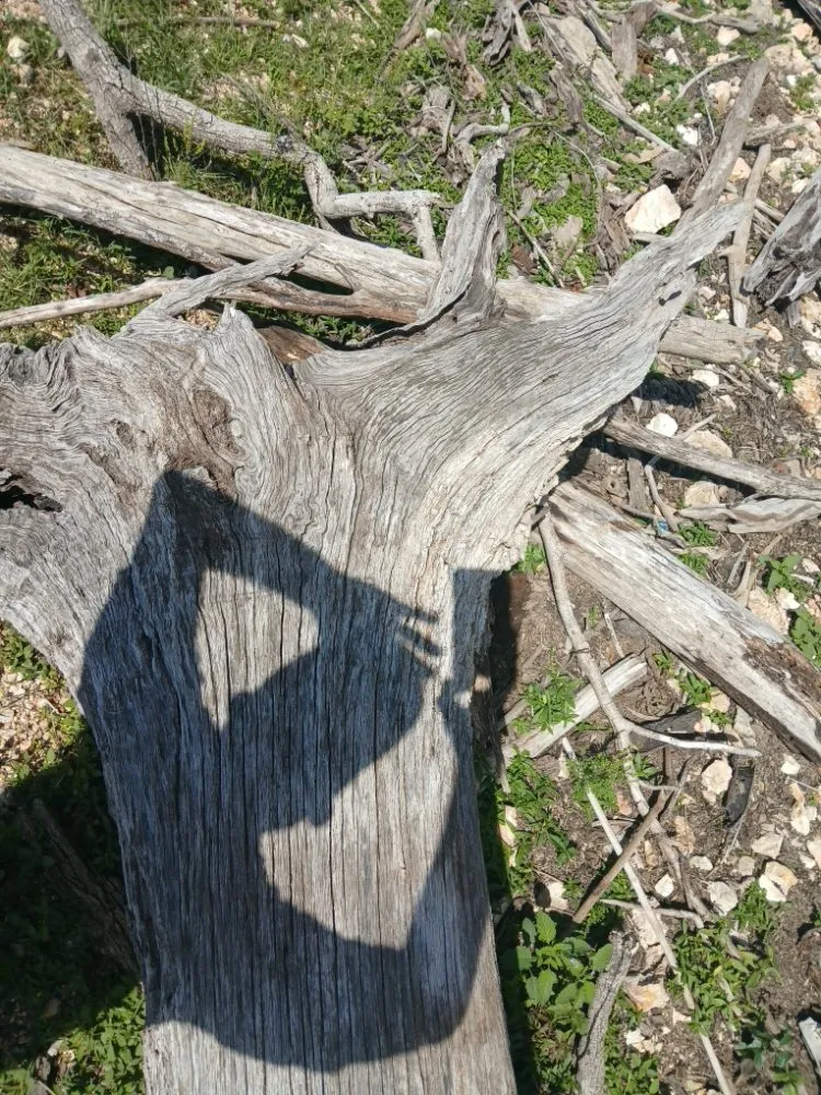 Expert landscaping services for outdoor upgrades in Forsyth, MO by Your Lawn