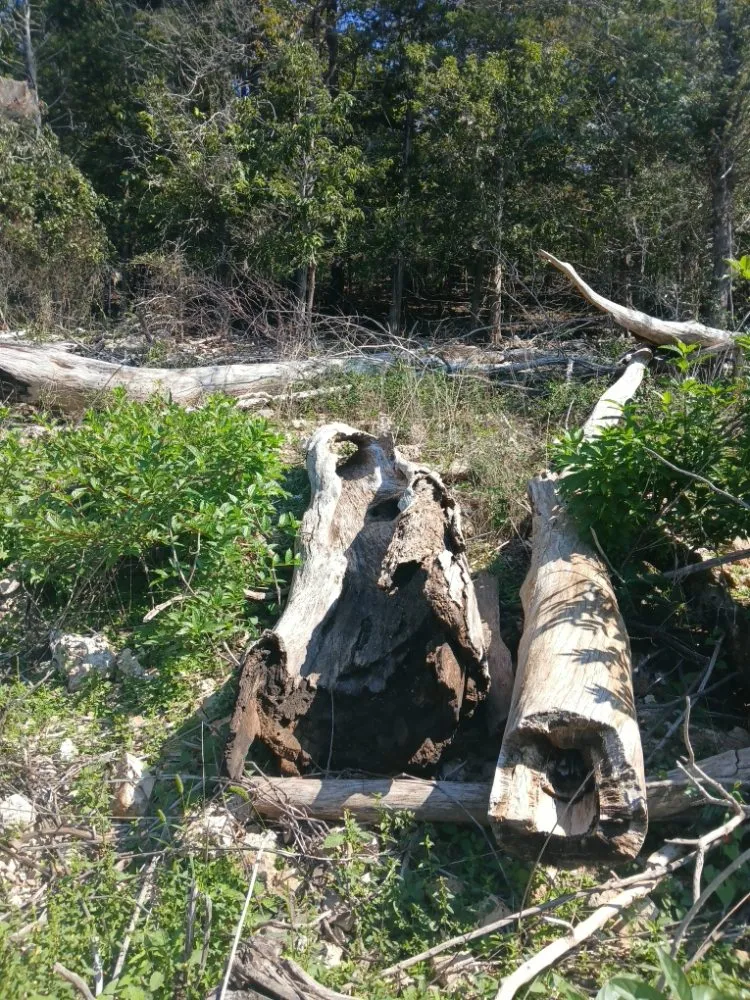 Professional residential landscaping for year-round maintenance across Forsyth, MO - Your Lawn