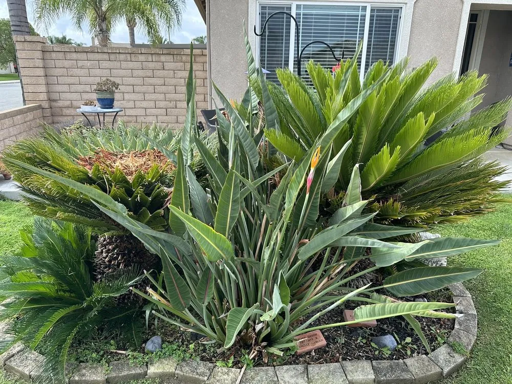 Expert lawn care service in Menifee, CA by Your Lawn Girl