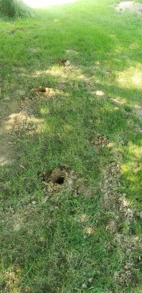 Expert residential landscaping experts serving Ursa, IL - Your Local Mole Patrol