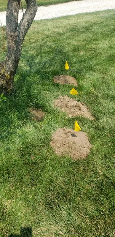 Reliable garden landscaping for year-round maintenance across Ursa, IL - Your Local Mole Patrol