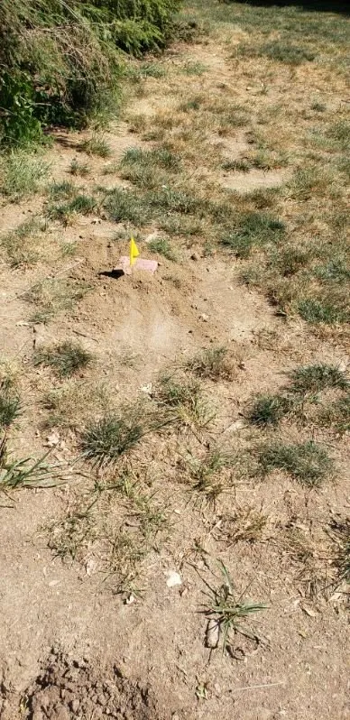 Local outdoor landscaping in Ursa, IL by Your Local Mole Patrol