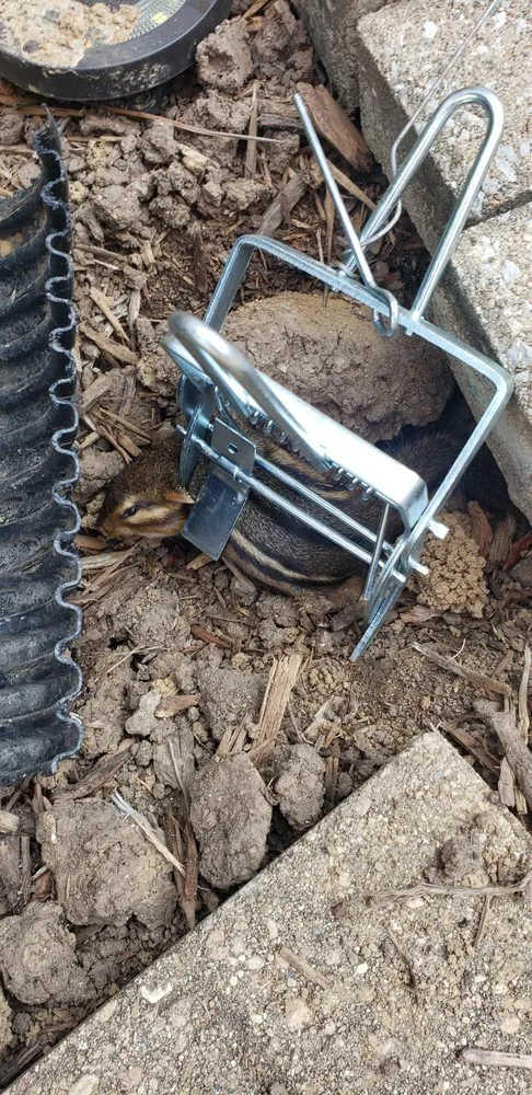 Professional lawn mowing service in Ursa, IL by Your Local Mole Patrol