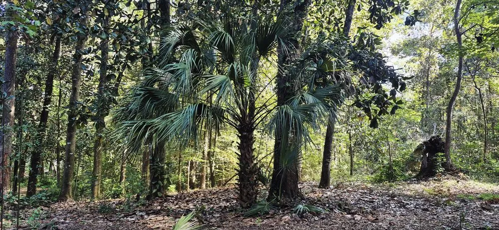 Top-rated outdoor landscaping in Tallahassee, FL by Your Maid Cinnie