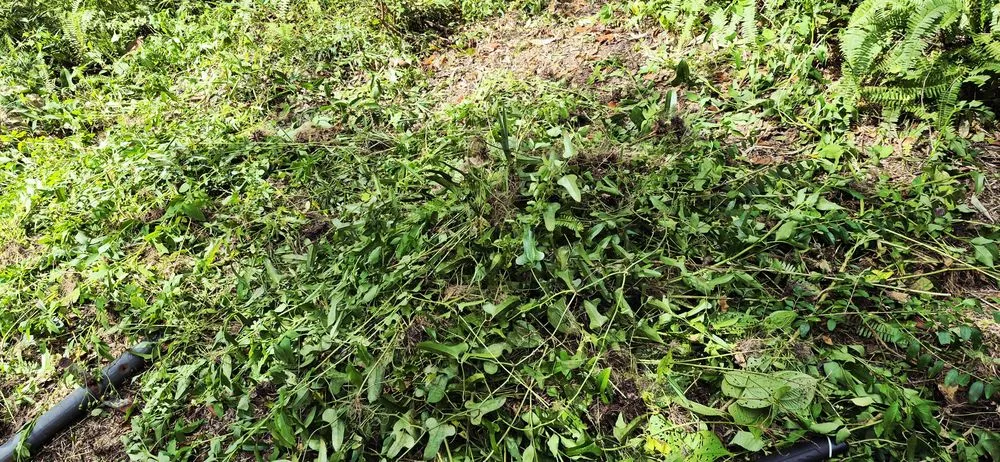 Reliable residential landscaping in Tallahassee, FL by Your Maid Cinnie