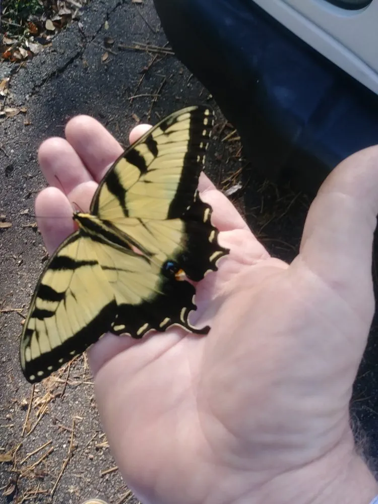 Affordable landscape design for outdoor upgrades across Casselberry, FL - Your Neighborhood Lawn Service